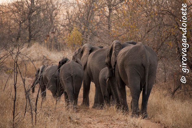 Riserva Mthethomusha - elefanti