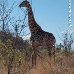 Riserva Mthethomusha - giraffa
