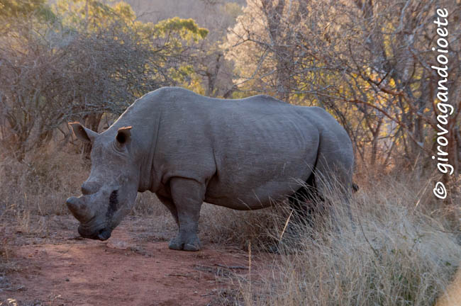 Riserva Mthethomusha - rinoceronte