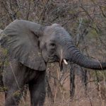 Riserva Mthethomusha - elefante