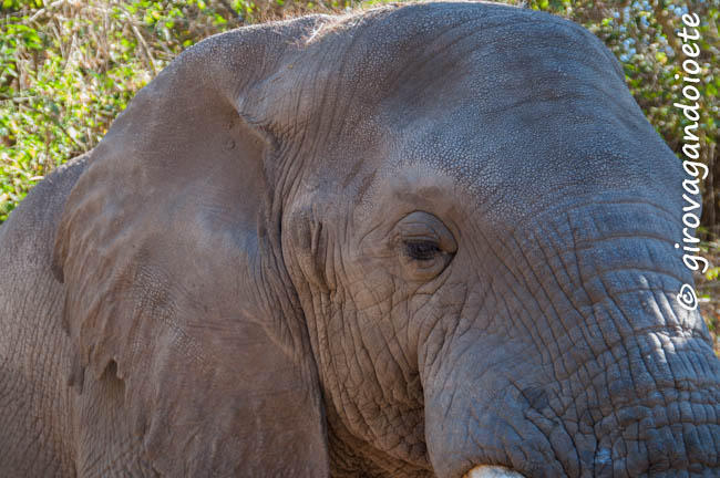 alla scoperta del Mpumalanga - elephant sanctuary