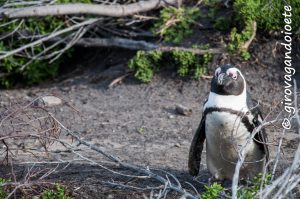 Itinerario Garden Route - Stony Point African Penguin Colon