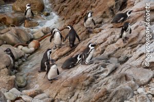 Itinerario Garden Route - Stony Point African Penguin Colon
